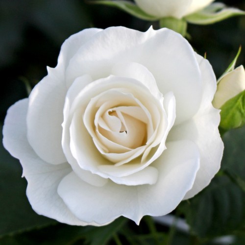 Rosa 'Schweizer Garten' - Roos 'Schweizer Garten' C4/4L